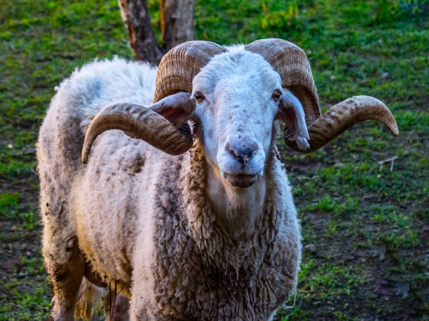 One of the rams breeds in Algeria