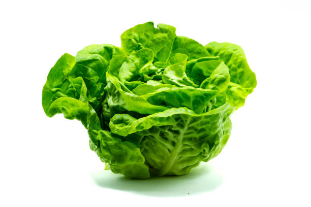 grüner salat isoliert auf weißem hintergrund - letuce stock-fotos und bilder