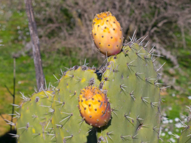 prickly pear obst - prickly pear fruit cactus prickly pear cactus yellow stock-fotos und bilder