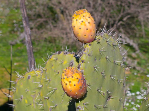 ウチワサボテンのフルーツ - prickly pear fruit cactus prickly pear cactus yellow ストックフォトと画像