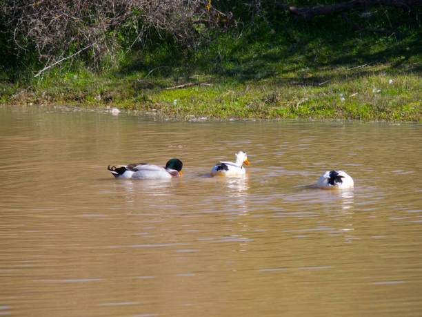 istock duck swimming in the lake 1370096919
