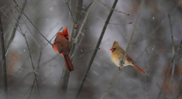 istock couple of cardinal in nature 1370098662