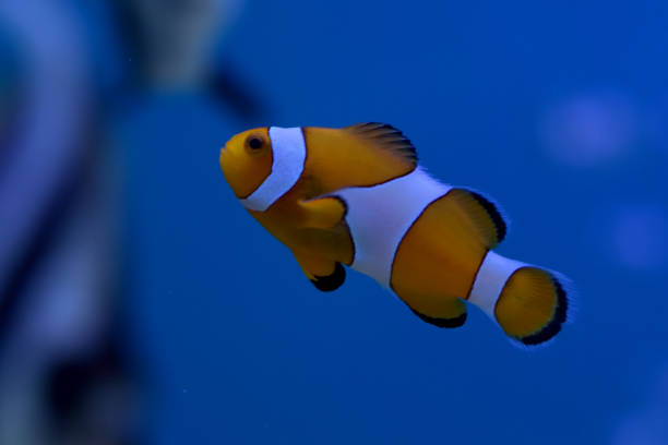 istock Nemo fish swimming in the sea reef. 1370099670
