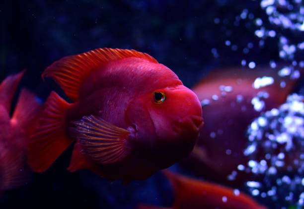 closeup red fish looking for food on sea reef in the Pacific Ocean.