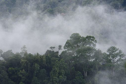 clouds forest landscape in the mist when rainfall season,tropical forest conservation and ecosystem.