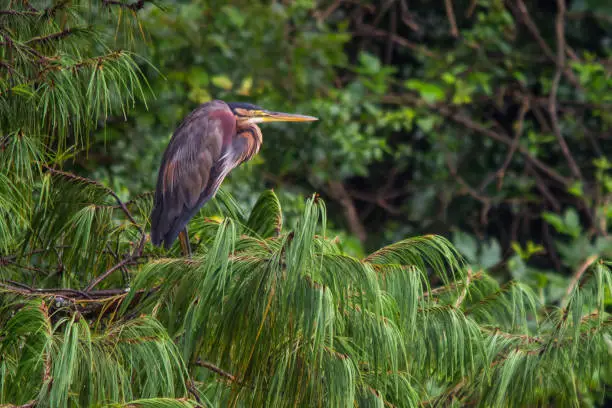 Photo of A purple Heron, Aedrea Purpurea, perched in a pine tree in a timber plantation in Magoebaskloof, South Africa.