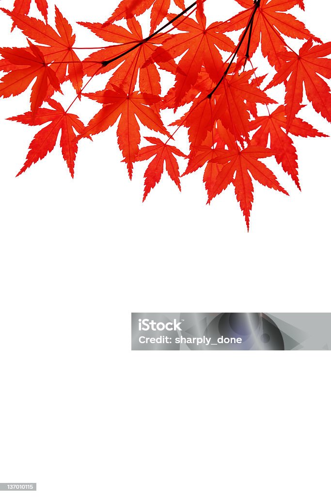 Foglie di acero rosso - Foto stock royalty-free di Acero giapponese