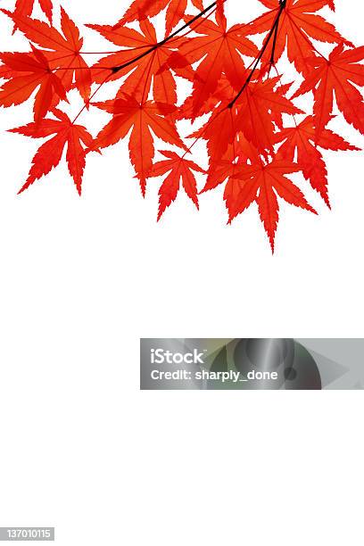 Red Maple Folhas - Fotografias de stock e mais imagens de Beleza - Beleza, Beleza natural, Branco