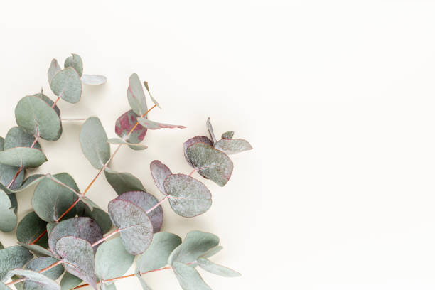 istock Eucalyptus composition. Pattern made of various colorful flowers on white background. Flat lay stiil life. 1370101601
