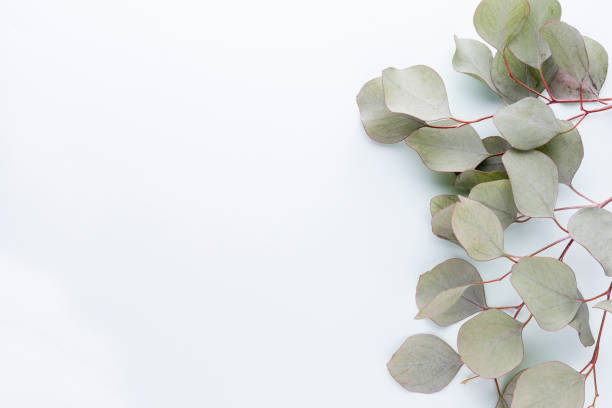 istock Eucalyptus composition. Pattern made of various colorful flowers on white background. Flat lay stiil life. 1370102909