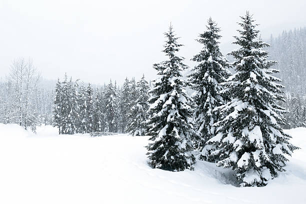 xl winter wald blizzard - tree winter snow landscape stock-fotos und bilder