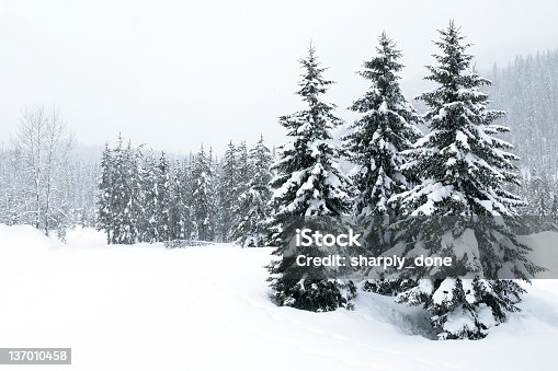 istock XL winter forest blizzard 137010458