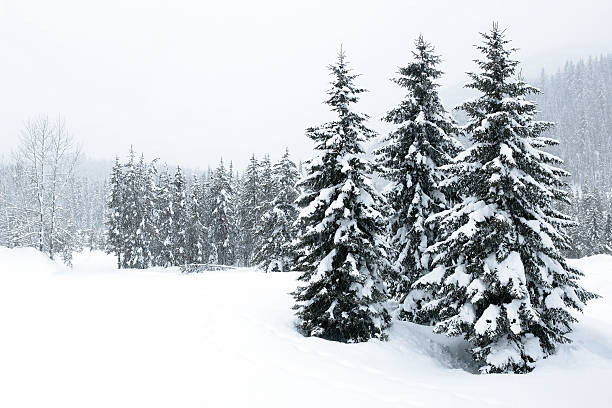 XL winter forest blizzard forest clearing during winter blizzard (XL) deep snow stock pictures, royalty-free photos & images
