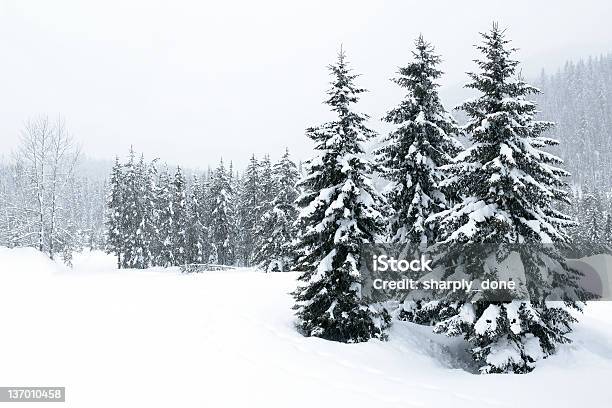 Xl Winter Forest Blizzard Stock Photo - Download Image Now - Snow, Winter, Tree