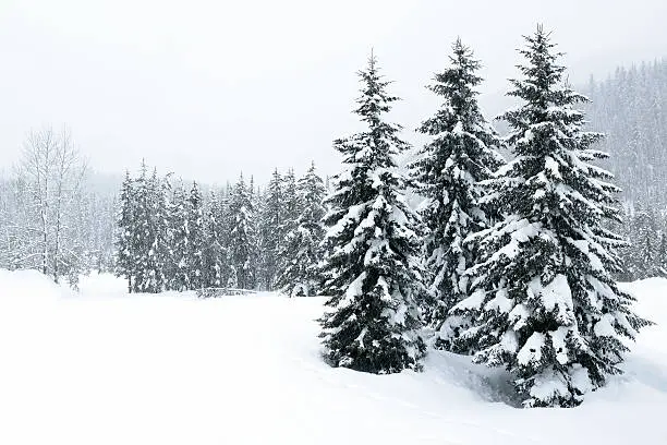 Photo of XL winter forest blizzard