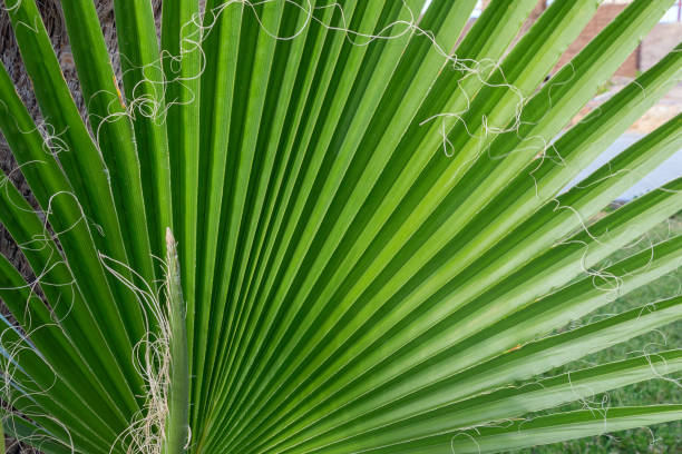 istock Close-up of a palm leaf 1370104772