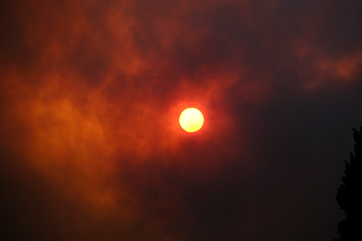 The sun sets behind burned trees after a wildfire in Varybobi area, near Athens, Greece.