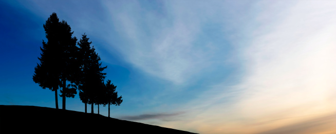 pine trees in silhouette on hillside at dusk, panoramic frame
