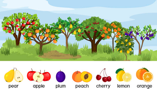 пейзаж с различными фруктовыми деревьями со спелыми плодами, изолированными на белом фоне. время сбора урожая - fruit tree stock illustrations