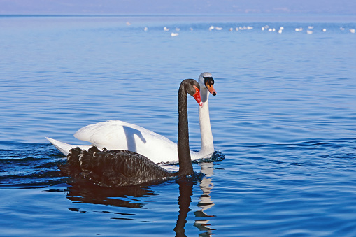 specimens of black swan and mute swan swims together in a lake
