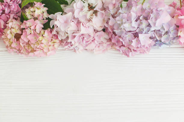 istock Beautiful hydrangea border on rustic white wood, flat lay with space for text. Floral greeting card template. Pink and blue hydrangea flowers. Happy Mothers day and Womens day. Hello spring 1370109850