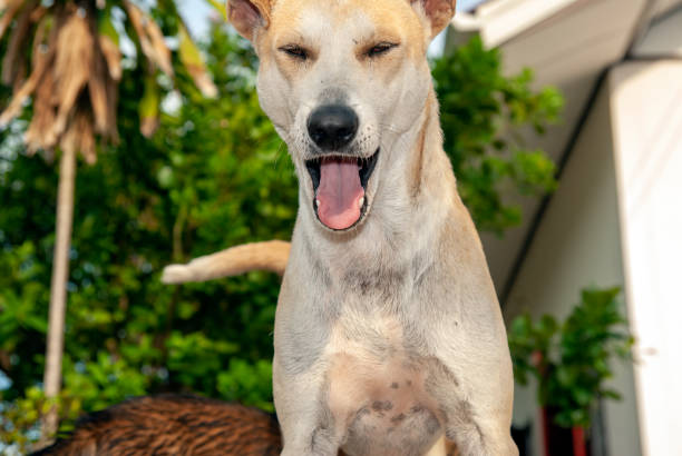 istock happy white dog in thailand 1370110217