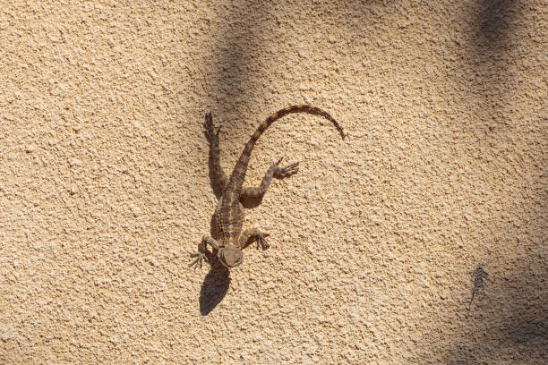 adult lizard roughtail Rock Agama (Stellagama stellio) on a stone wall in Cyprus