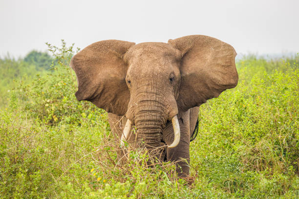 An elephant ( Loxodonta Africana) eating, Queen Elizabeth National Park, Uganda.  Horizontal.
