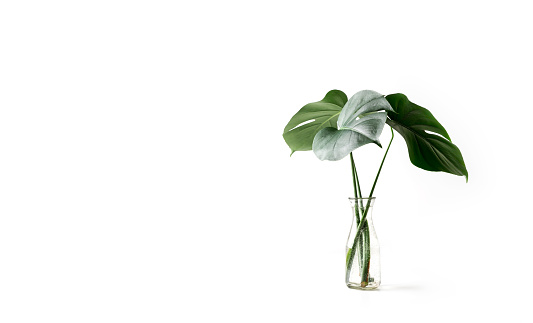 Monstera tropical palm leaves in a glass vase standing on white table, front view, space for a text.