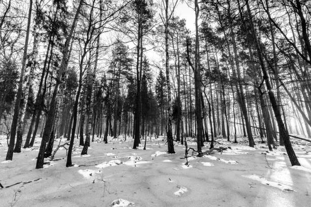 istock Beautiful view of the terrible winter forest. 1370115755