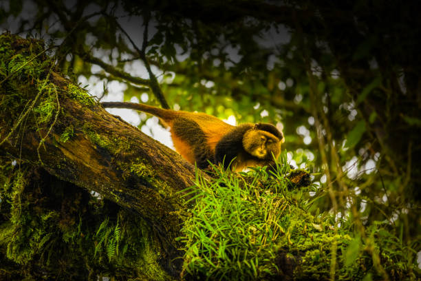 열대 우림에서 야생과 매우 희귀 한 황금 원숭이 (cercopithecus 칸티). 자연 서식지에서 독특하고 멸종 위기에 처한 동물. - virunga national park 뉴스 사진 이미지