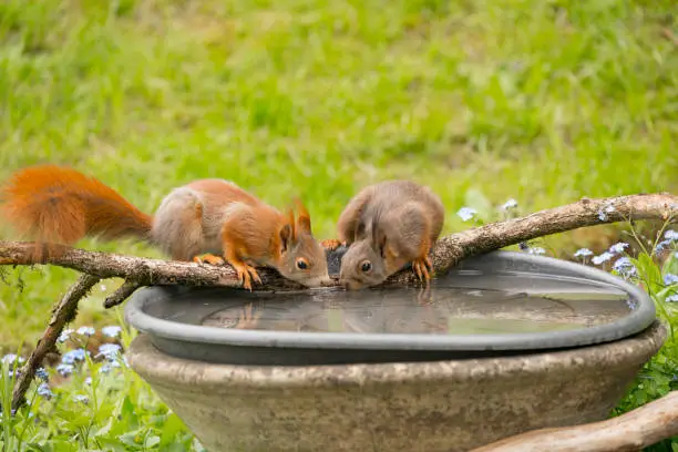 Squirrels at the bird bath