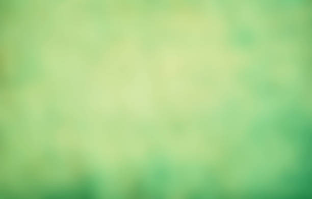 Lily of the valley, blooming in the morning spring forest, selective focus. Horizontal blurred banner with copy space for text