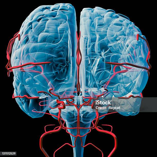 뇌 Bloodvessels X레이 전면 3차원 형태에 대한 스톡 사진 및 기타 이미지 - 3차원 형태, 사람 뇌, 전경