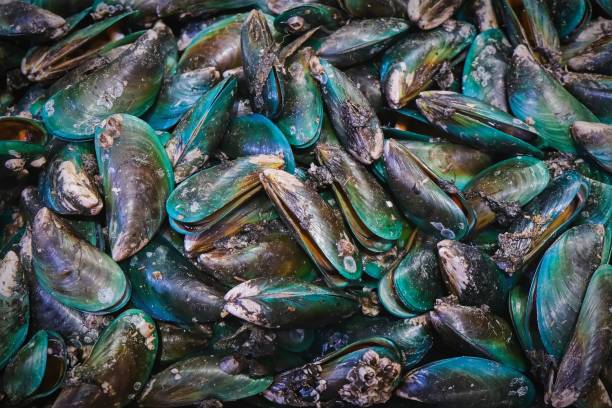perna canaliculus, новозеландские зеленогубые мидии или зеленокорлупные мидии, выращиваемые и экспортируемые по всему миру. сырые свежие мидии с з� - prepared shellfish seafood crustacean mussel стоковые фото и изображения