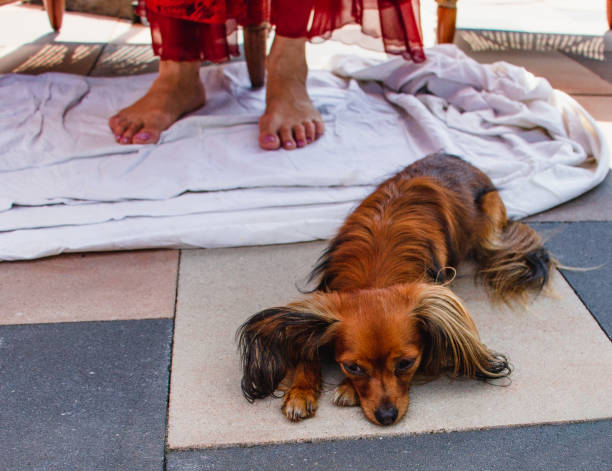 Russian long haired Toy Terrier (A long haired Russkiy Toy)resting in a garden. Russian longhaired toy terrier
lies on the floor of a sunny terrace, in the background the female bare feet. ÐÐµÐ½ÑÐ¸Ð½Ð° Ð·Ð°Ð½ÑÑÐ° ÑÐ²Ð¾Ð¸Ð¼Ð¸ Ð´ÐµÐ»Ð°Ð¼Ð¸, ÑÐ¾Ð±Ð°ÐºÐ° Ð¶Ð´ÑÑ. russkiy toy stock pictures, royalty-free photos & images