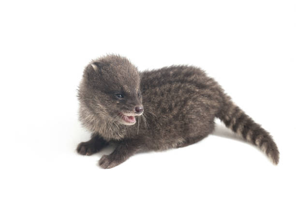 istock The small Indian civet isolated on white background 1370128775
