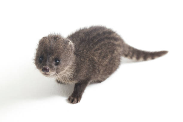istock The small Indian civet isolated on white background 1370128778