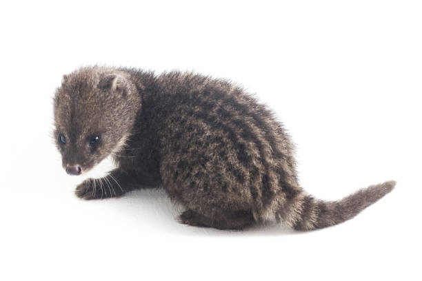 istock The small Indian civet isolated on white background 1370128799