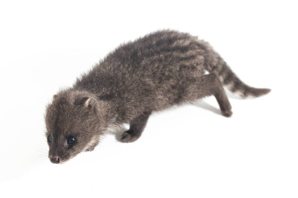istock The small Indian civet isolated on white background 1370128803