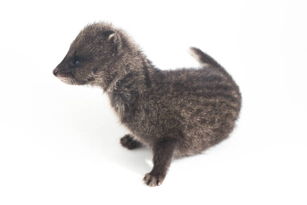 istock The small Indian civet isolated on white background 1370128810