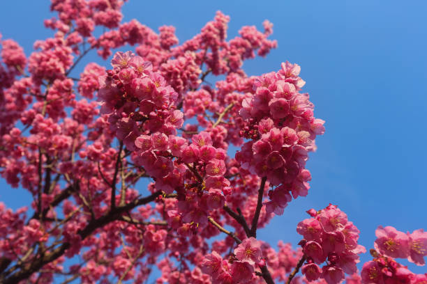 istock beautiful sakura flower 1370128858