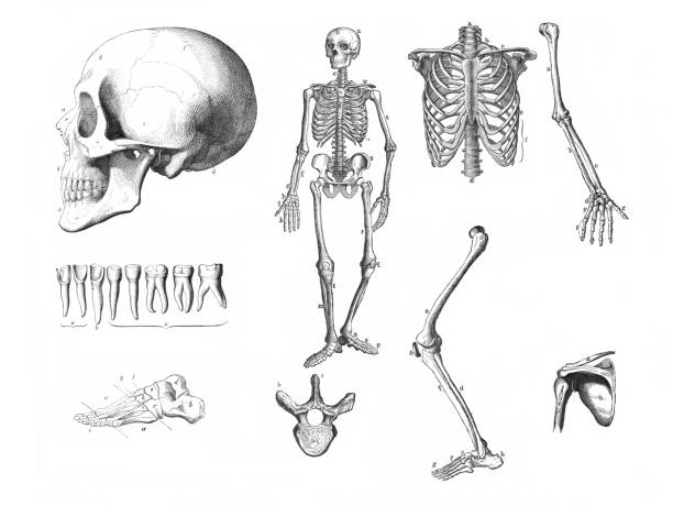 anatomia ludzkiego ciała. ilustracja kolekcji kości ludzkich. ręcznie rysowana grawerowana ilustracja. zoologia ludzkiego ciała. ludzki szkielet. ludzka czaszka. - animal skull old fashioned antique engraved image stock illustrations