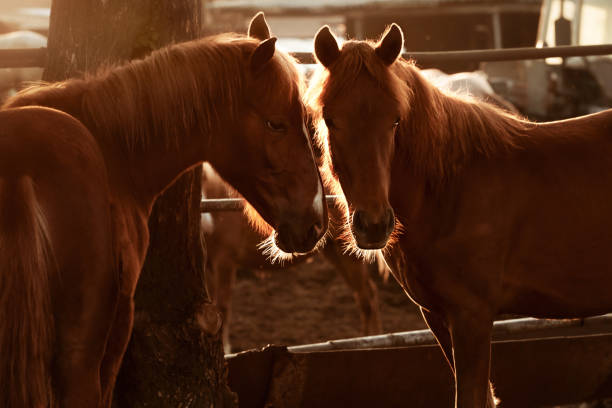 istock Brown horses in backlight. Horses on a ranch 1370129942