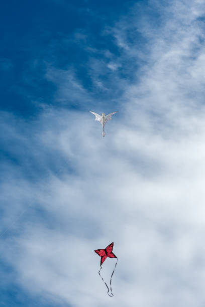 Seagull soaring through a cloudy sky, with vibrant blue sky peeking through