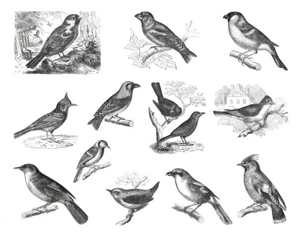 Big set of song birds. Cartoon birds characters isolated on white background. fringilla domestica, alauda cristata, loxia curvirostra, coccothraustes vulgairs, pyrrhula vulgaris sylvia hortensis, bombcilla, Collection song birds. hand drawn  illustration.