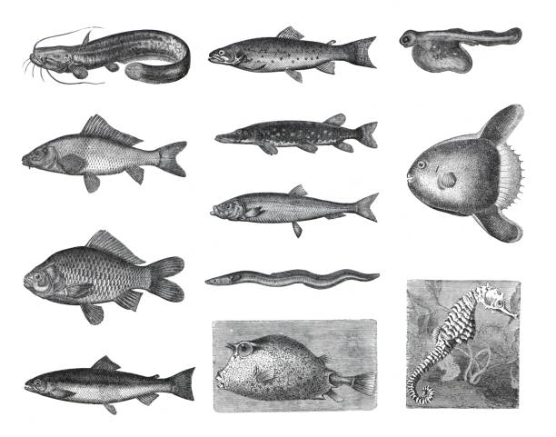 ilustraciones, imágenes clip art, dibujos animados e iconos de stock de colección de peces grandes como salamon, fario, esox lucius, clupea harengus, anguilla fluviatilis, cyprinus carpio, cyprinus carassius, orthagoriscus mola. de la antigua ilustración antigua dibujada a mano. - fish prepared fish fishing bass