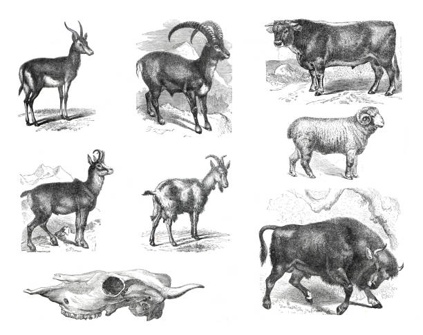 Vintage zoology or animal collection with bos taurus, ovis aris, bison, carpra ibex, capra hircus, antilope arabica, antilope rupicapra. animals collection hand drawn illustration of animals.
