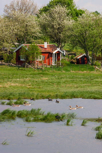 czerwony domek na plaży ze stadem gęsi w jeziorze - sweden summer swimming lake zdjęcia i obrazy z banku zdjęć