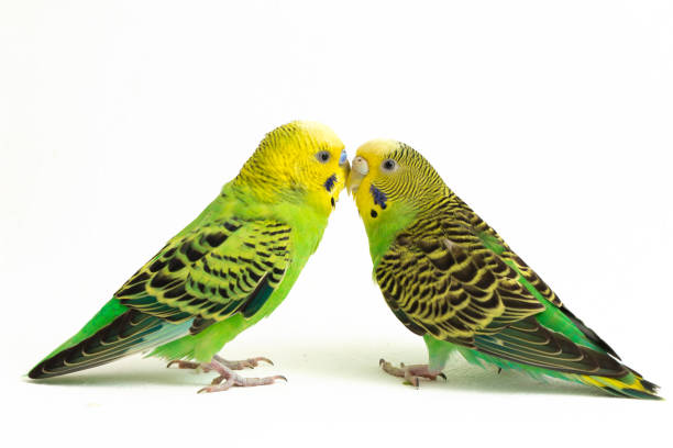 istock A pair of common parakeets budgerigar bird  isolated on white background 1370131240